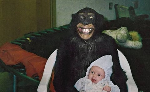 A baby in a white outfit is sitting on a chair held by a person wearing a smiling chimpanzee mask. The setting appears to be a casual indoor space.