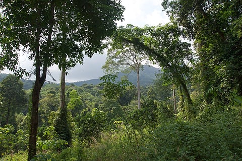 Dense tropical rainforest with lush greenery, tall trees, and a distant view of misty hills under a cloudy sky, conveying a serene, natural atmosphere.