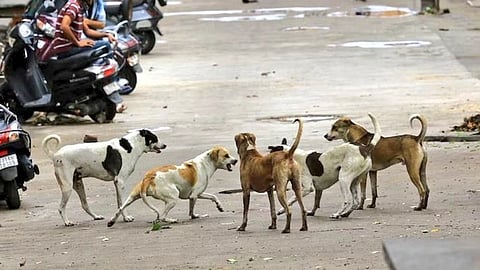 Five street dogs stand on a concrete path, seemingly in a tense standoff. Nearby, two people sit on parked scooters, observing the scene.