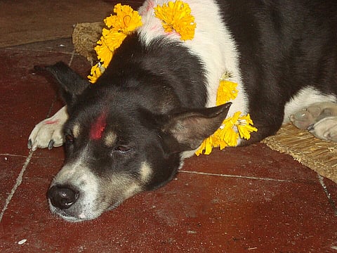 A black and white dog with yellow marigold garlands and a red mark on its forehead lies on a red tile floor, appearing serene and relaxed.