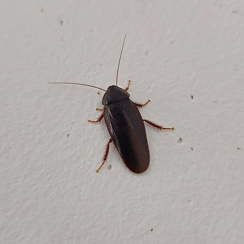 A dark brown cockroach with long antennae and spiny legs rests on a textured white wall. The scene conveys a sense of surprise and intrusion.