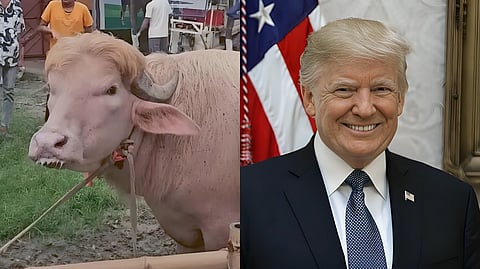 Rare pink albino buffalo named “Donald Trump” standing at a Bangladesh farm before Eid-al-Adha sacrifice and photo of US President Donald Trump