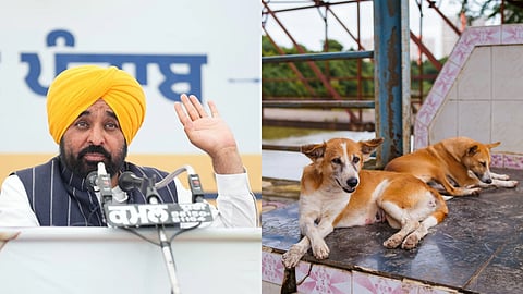 Collage showing Punjab Chief Minister Bhagwant Mann, and on the right side the photo of stray dogs
