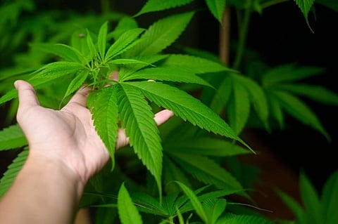 A hand gently supports vibrant green cannabis leaves, highlighting their serrated edges and lush texture against a dark background, conveying growth and care