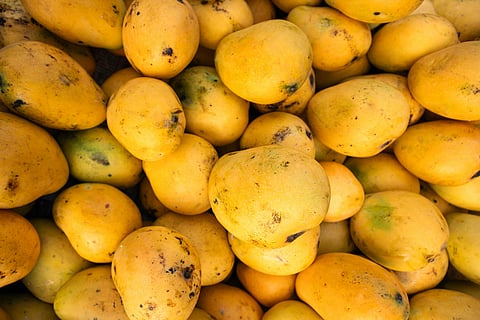 Fresh Indian mangoes displayed for export amid Japan's suspension of mango imports over health compliance concerns