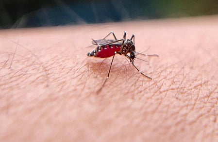 A mosquito with a red abdomen, indicating it's full of blood, sits on human skin. The image highlights the mosquito's fine details and slender legs.