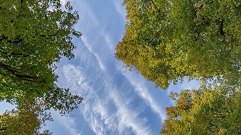 Looking up at a bright sky through a dense forest, with tree trunks and branches creating a natural frame.