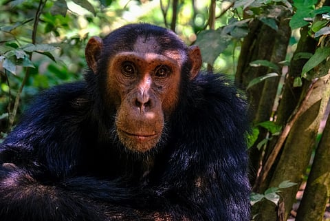 A chimpanzee gazes forward in a dense, sunlit forest. Its fur is dark and glossy, with bright, intelligent eyes. The ambiance is serene and natural.
