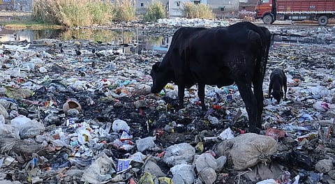 Image of a cow and a dog standing amidst filth and plastic waste with unclean water seen afar. the entire area in the image is covered in waste. 