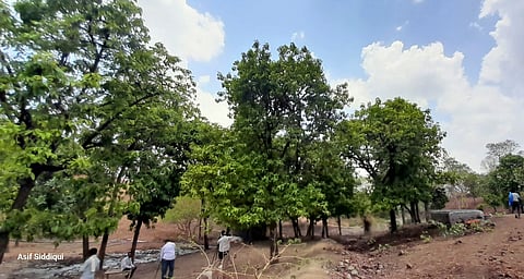 For the Bhil tribal communities living in the region, charoli trees are an important source of income
