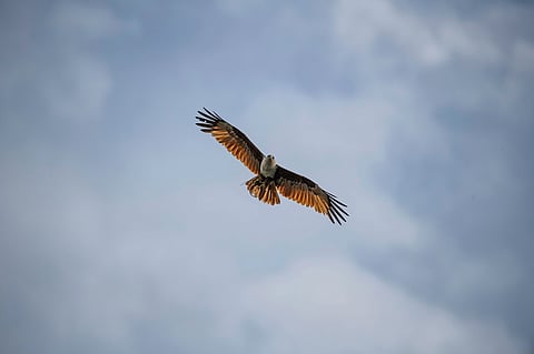 A majestic eagle glides gracefully with outstretched wings against a backdrop of soft, cloudy skies, evoking a sense of freedom and serenity.