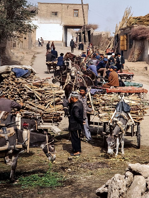 Image shows people moving along with cattle carts laden with chopped woods.