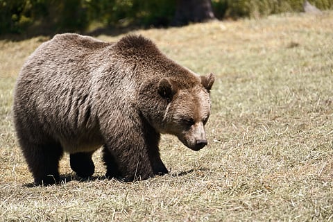 A large brown bear with dense fur walks on a grassy field under the sunlight. It appears calm, with trees visible in the blurred background.
