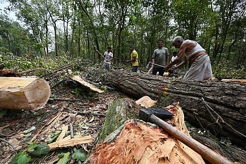 In the image fallen trees are shown in uttarakhand for Bhaniyawala–Jolly Grant–Rishikesh highway project