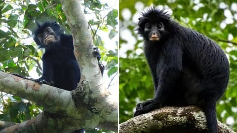 Colobus congoensis orange-lipped monkey Congo Basin new species