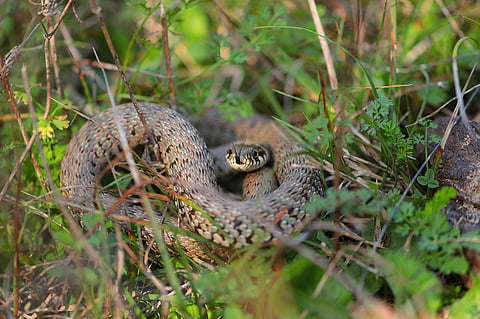 In the image a snake is shown