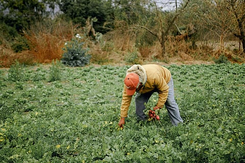 Foreign H-2A farmworkers working in agricultural fields as debate grows over Trump's visa reforms, labor protections, and farm industry costs in the United States