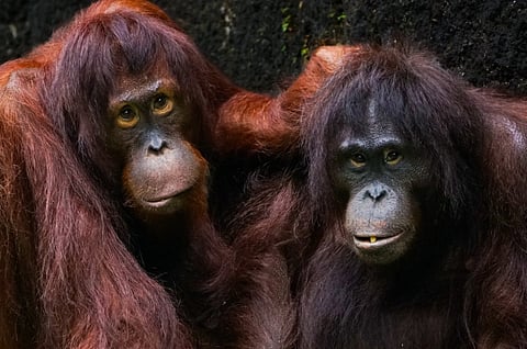 Close-up of two adult orangutans relaxing against a dark background, showcasing their natural fur textures.
