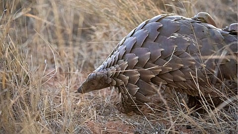 Representational image of an Indian Pangolin