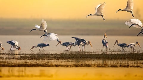   Captivating scene of birds takes flight over a serene wetland at sunrise in Bareilly, India.

