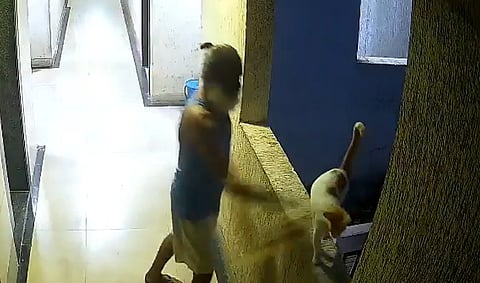 Ambernath cat death case, cat pushed off building Ambernath Maharashtra FIR animal cruelty