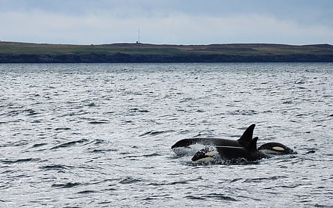 In the image orca is shown in a vast sea