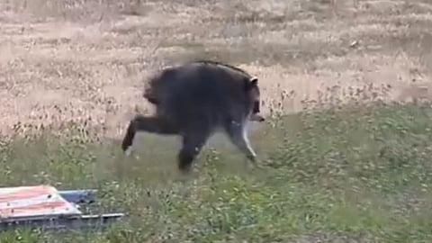 Jimothy the raccoon short spine syndrome viral video