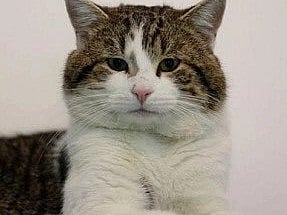 Closeup image of Larry the Cat who recently surpassed the sixth prime minister of UK defeating keir Starmer. 