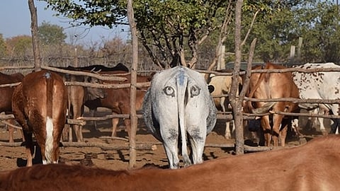 Botswana cattle with a white livestock animal in the middle showing its backside with painted eyes.