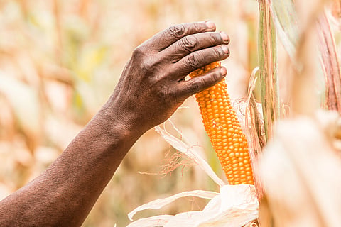 When Farmers Switched to Maize, the Market Failed Them