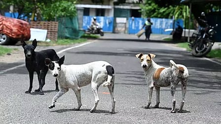 stray dogs protect woman Coimbatore viral video