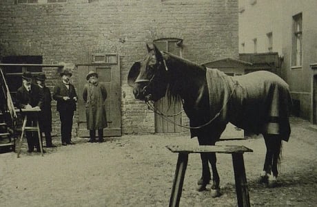 Image from early-20th-century Berlin, Wilhelm von Osten exhibited a horse called Clever Hans. Hans appeared to count objects, tell time and solve simple arithmetic by tapping a hoof until he reached the correct number.