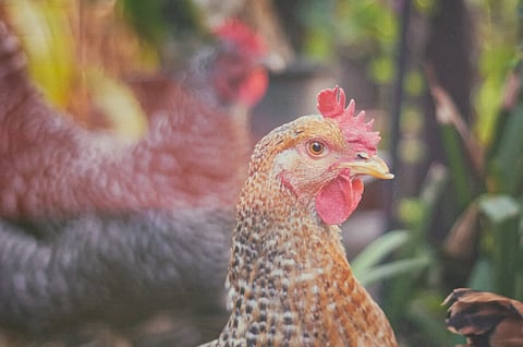 Close-up of an alert, speckled hen with a bright red comb and wattle in a leafy garden, while another chicken blurs in the background.