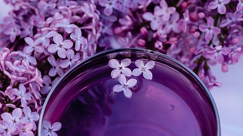 Close-up of fragrant purple lilac blossoms surrounding a glass bowl of violet liquid, with floating petals creating a serene, romantic mood.
