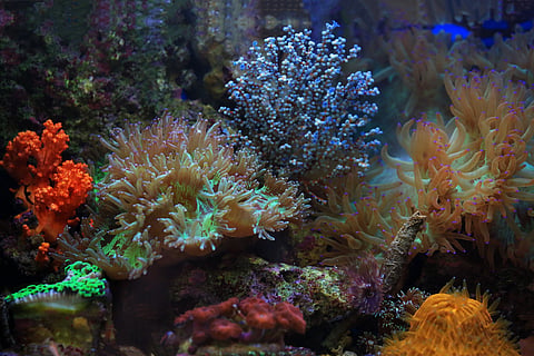 Colorful healthy coral reef with fish, representing global coral reef ecosystems