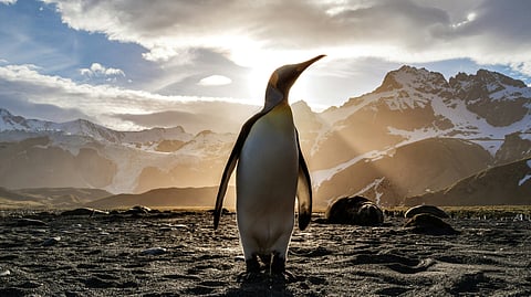 Penguin under the sun