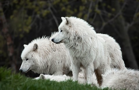 A group of white wolves standing on grassy terrain in a forest setting.

