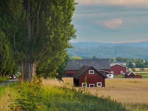 Image of Charming red farmhouses nestled in a vibrant rural landscape with lush greenery and open fields.
