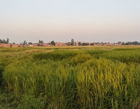 Peaceful rural landscape with lush green fields in Bhulepur village, UP, India captured during daylight.
