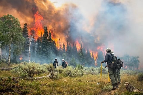 Forest Wildfire
