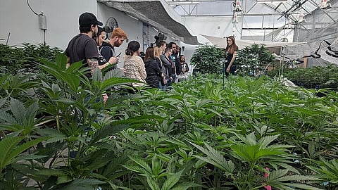 Marijuana Tourism in Denver Colorado