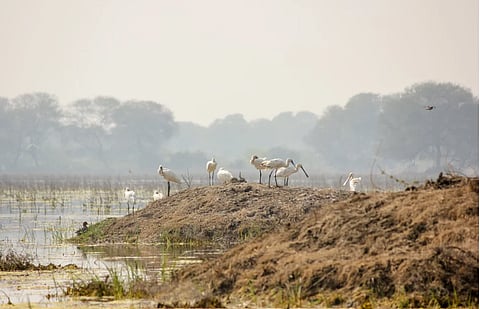 Serene scene of spoonbills by lake in Bharatpur, India.
