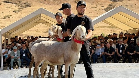 kyrgyzstan monster sheep breed