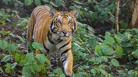 A Bengal Tiger in a forest
