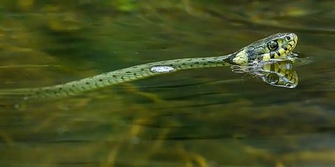 A detailed close-up photograph of a snake swimming through water, showcasing its reflection.
