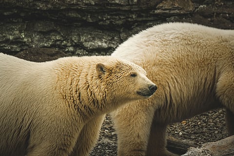 A pair of polar bears in a rocky outdoor setting, showcasing their thick fur and natural presence.
