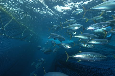 A large school of tuna swimming inside an underwater net enclosure.


