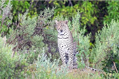 A spotted leopard sits alert among dense green shrubs, its head turned slightly left as sunlight highlights its patterned coat. The scene feels calm and watchful.