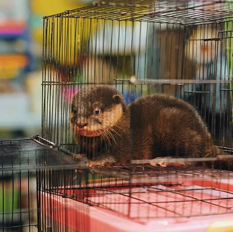 A young otter in a pet cage at an Indonesian market, likely Bandung.
