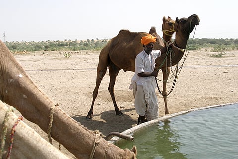 A man poses next to a camel, showcasing their interaction in a sandy environment.